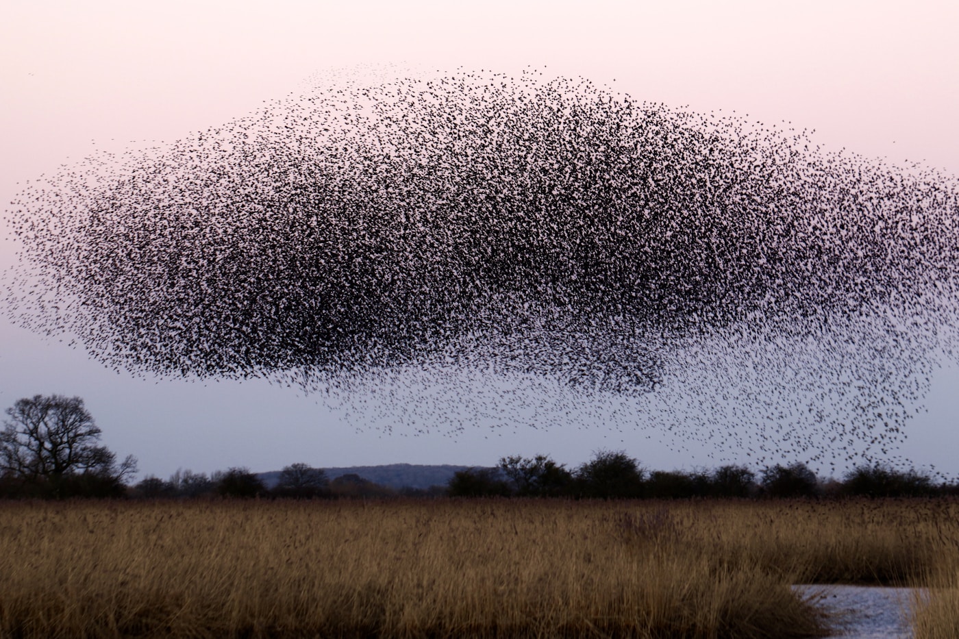 Starling murmuration at Otmoor, Oxfordshire, UK